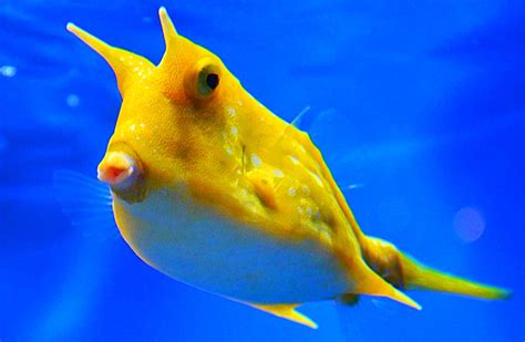 cowhead fish|Longhorn Cowfish Facts: Profile, Care, Size, Life .